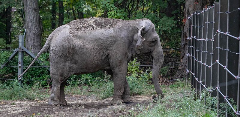 Elefante en el zoológico