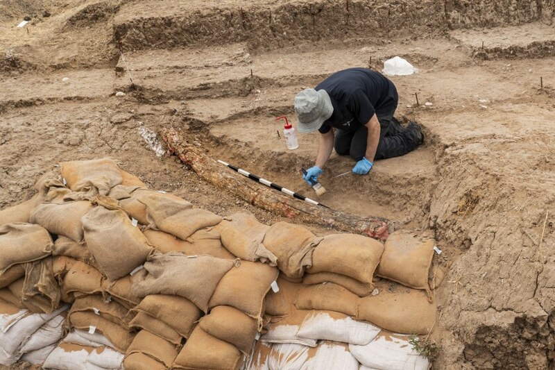 Un arqueólogo desenterrando un fósil de dinosaurio