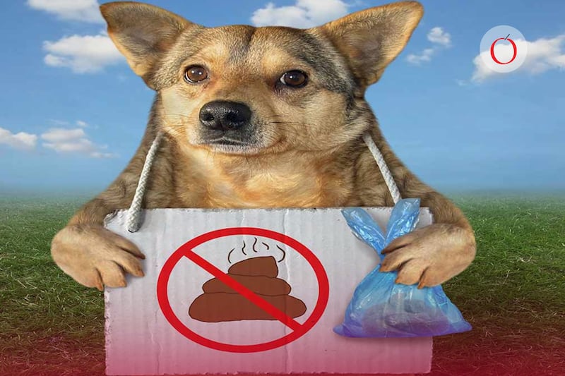 ¿Dónde debo tirar la popó de mi perro? CDMX impulsa reglamento para separar basura; estas serán las multas en 2026