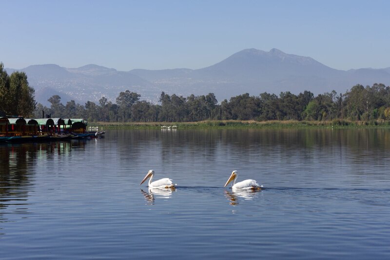 Pelícanos en el lago de Chapala