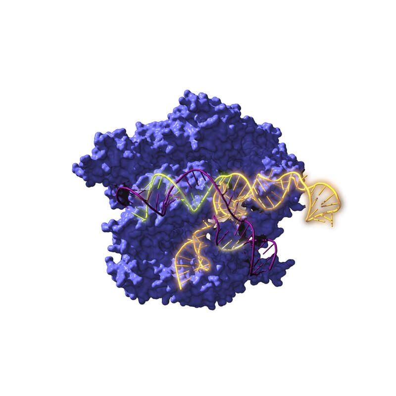 Estructura de la proteína p53