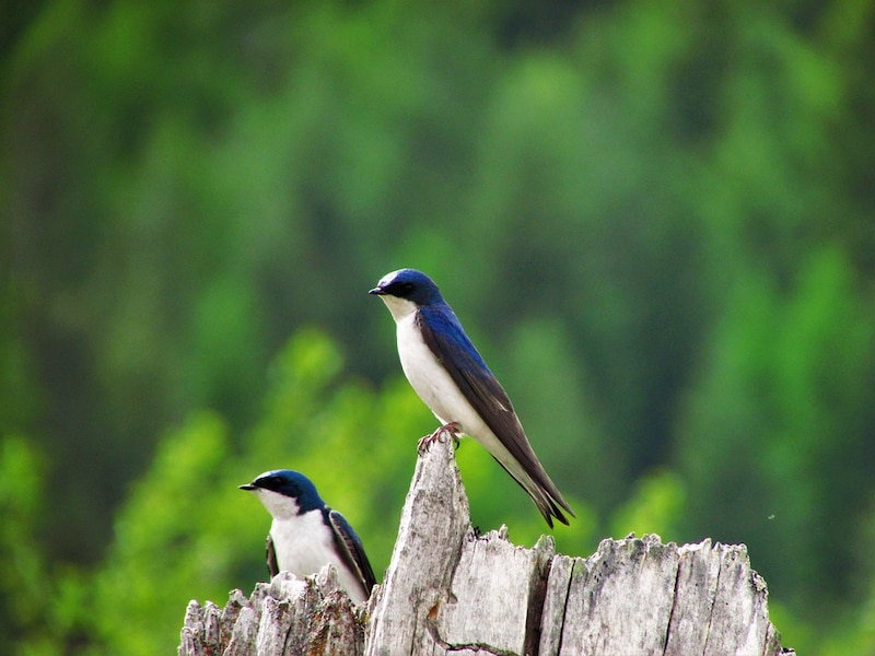 Dos pájaros azules en una rama