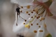 El cambio climático reduce el tamaño y la supervivencia de los insectos acuáticos