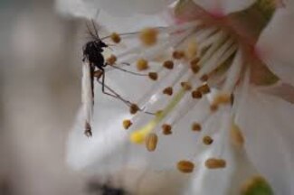 El cambio climático reduce el tamaño y la supervivencia de los insectos acuáticos