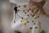 El cambio climático reduce el tamaño y la supervivencia de los insectos acuáticos