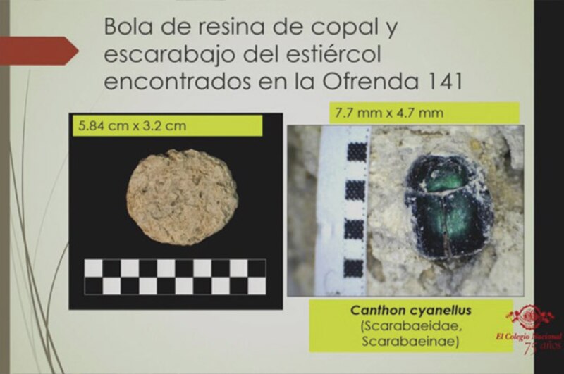 Bola de resina de copal y escarabajo del estiércol encontrados en la Ofrenda 141