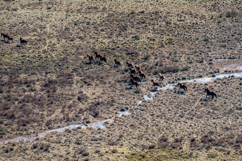 Caballos salvajes corriendo por la estepa