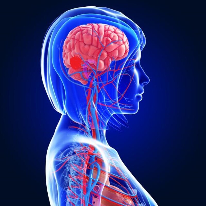 Cerebro humano