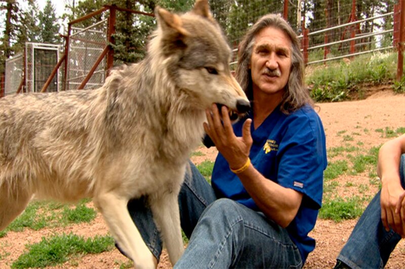 Un hombre acaricia a un lobo