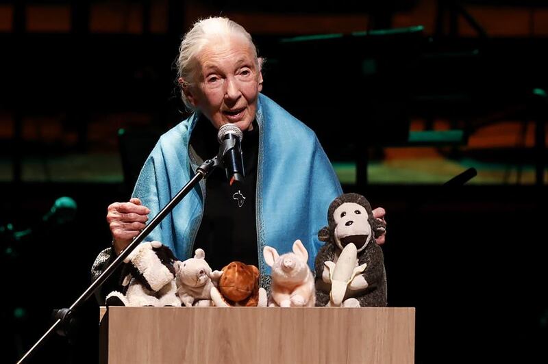 Jane Goodall, una vida dedicada a los chimpancés