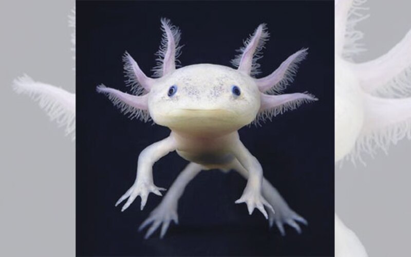 Axolotl, una salamandra mexicana en peligro de extinción