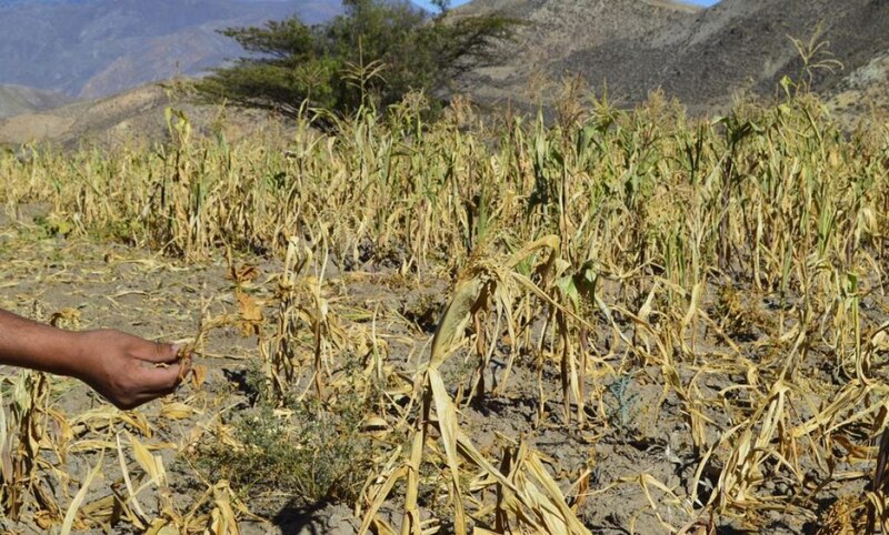 Sequía en el campo