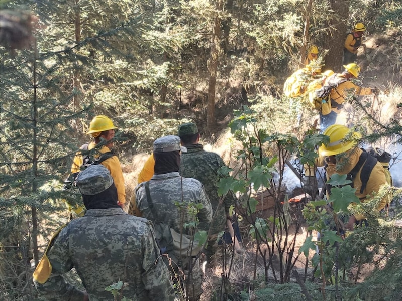 Bomberos combaten incendio forestal