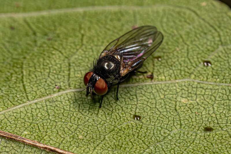 Mosca posada en una hoja