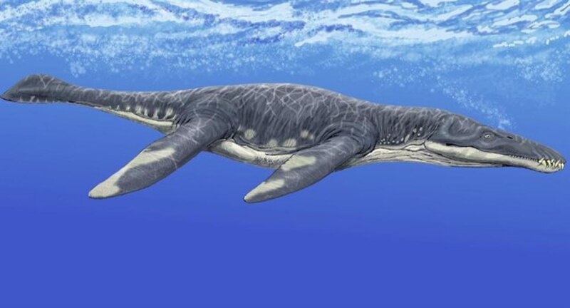 Plesiosaurus