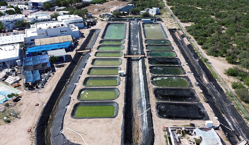 Granja de algas en México