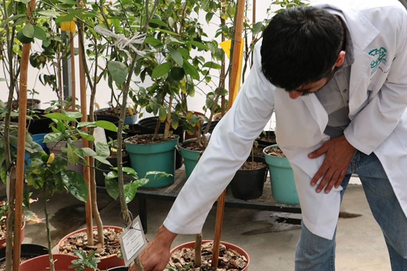Un investigador en un invernadero revisa unos plantones de cítricos.