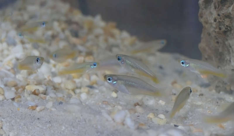 Peces pequeños nadando en el acuario