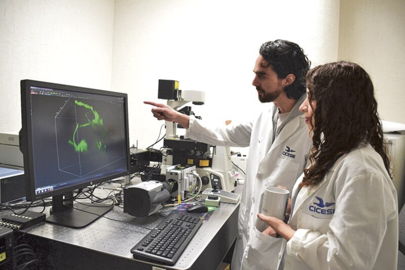 Científicos mexicanos desarrollan nuevo método para estudiar el cerebro