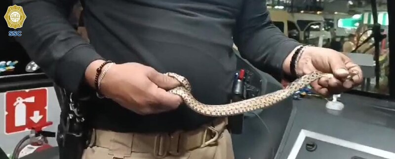 ¡Cuidado! Serpiente a bordo