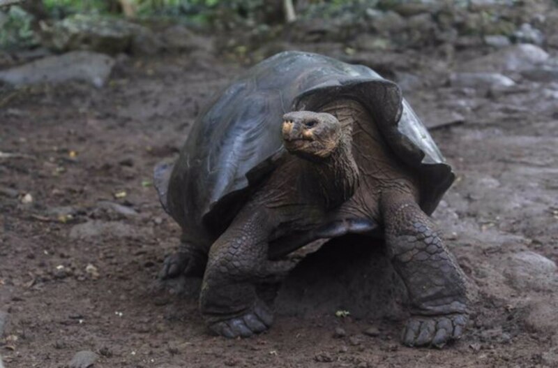 Tortuga gigante de las Galápagos