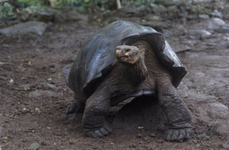 Tortuga gigante de las Galápagos