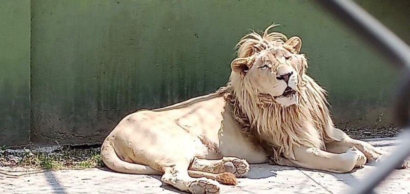 León blanco descansando