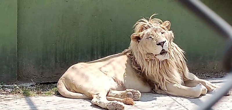 León blanco descansando