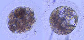 Crean por primera vez embriones de lince ibérico desde muestras ‘post mortem’ y criopreservadas