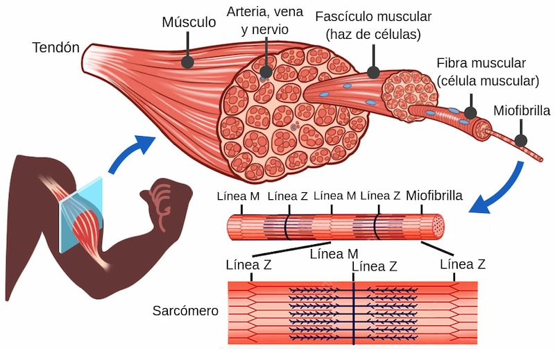 Anatomía de un músculo esquelético.