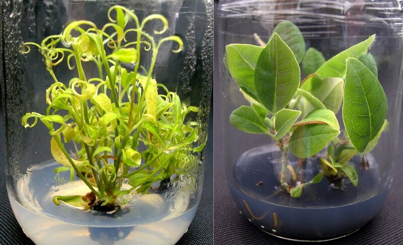 Cultivo de plantas in vitro