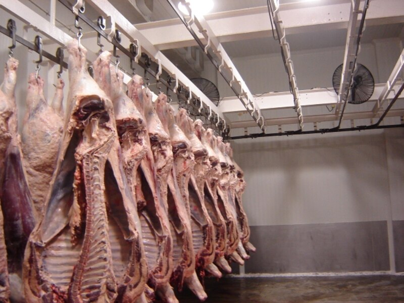Cadáveres de animales colgando en un matadero