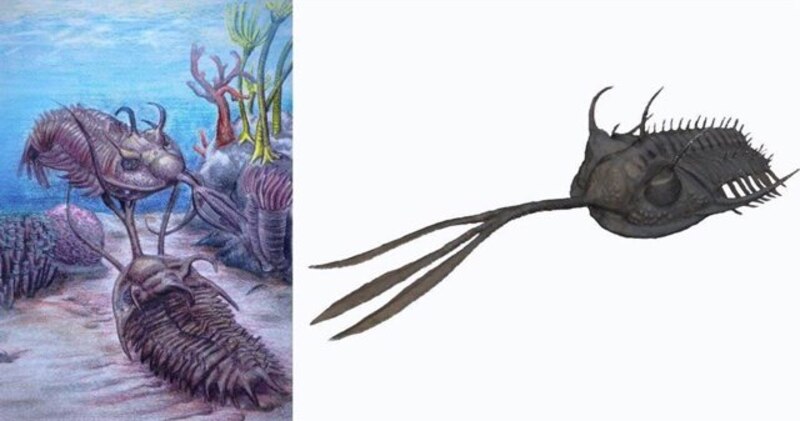 Fósiles de trilobites