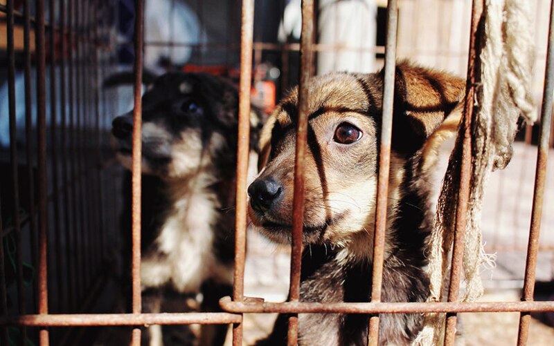 Dos perros encerrados en una jaula