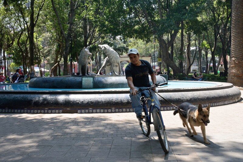Un hombre pasea a su perro en bicicleta