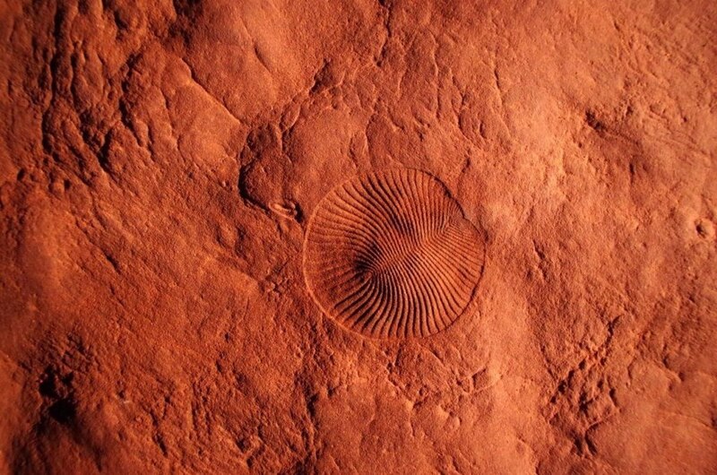 Fósil de un trilobites