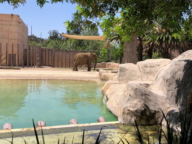 Elefante en el zoológico
