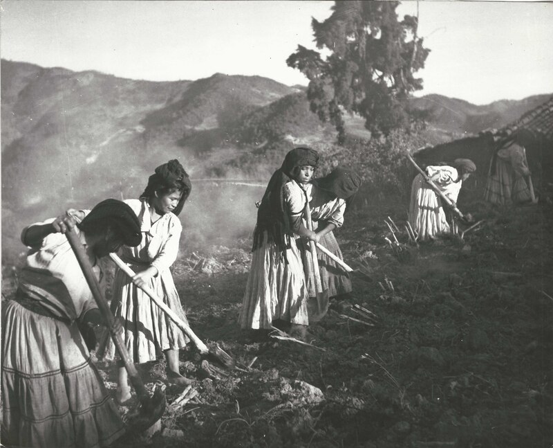 Campesinas indígenas trabajando en el campo