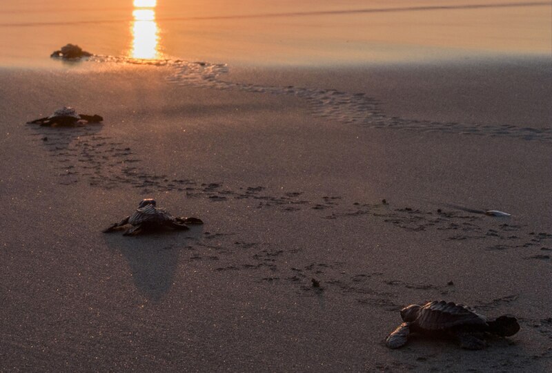 Tortugas marinas bebés en la playa
