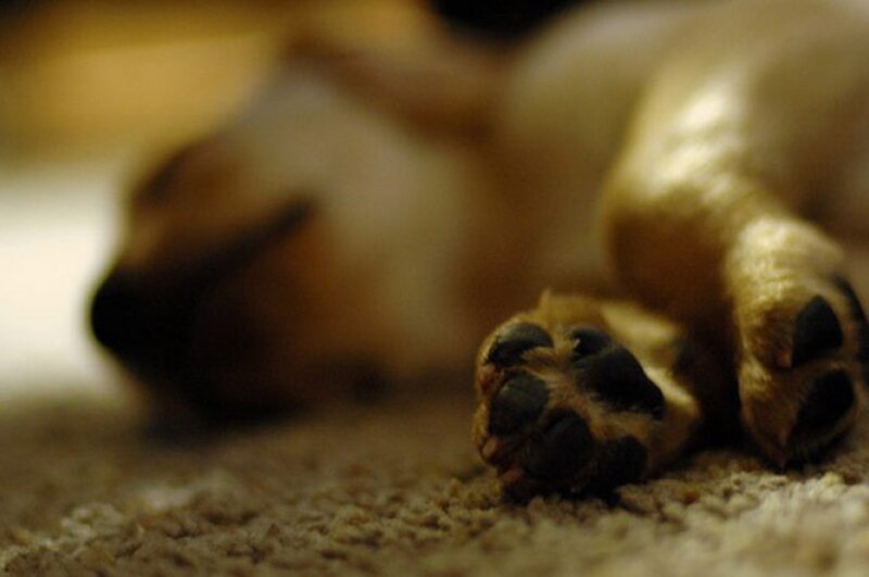 Un cachorro durmiendo