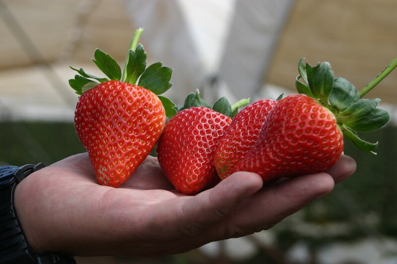 Fresas frescas en la mano
