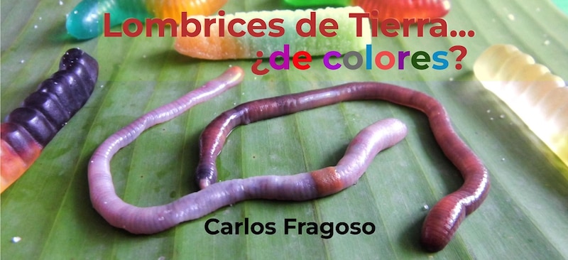 ¿Lombrices de tierra de colores?