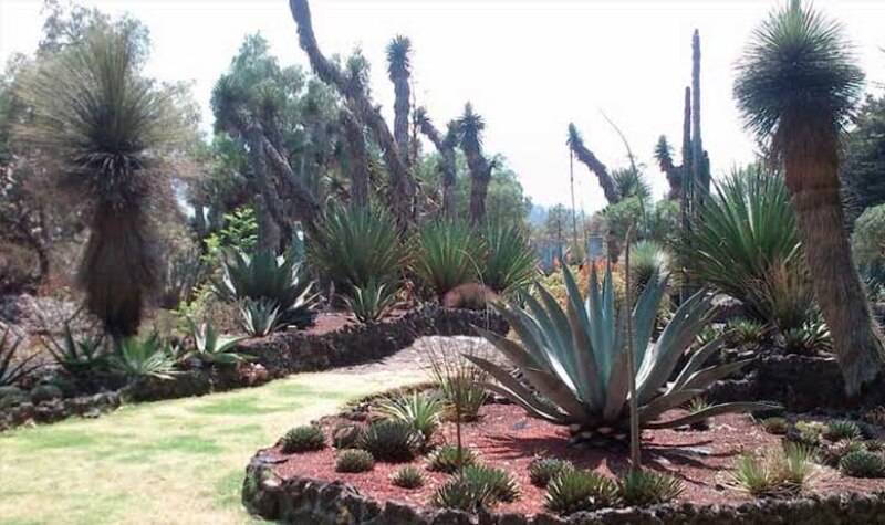 Jardín de cactus y suculentas