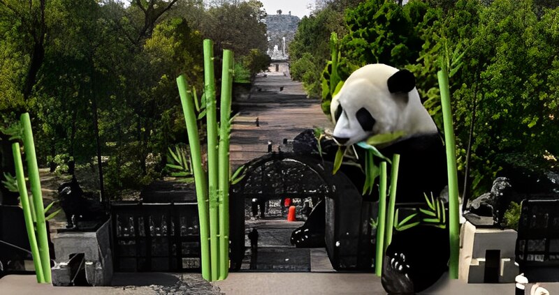 Un panda gigante camina por un bosque de bambú en China.