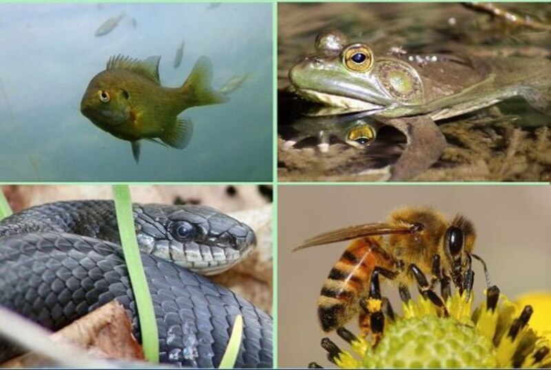Animales acuáticos y terrestres