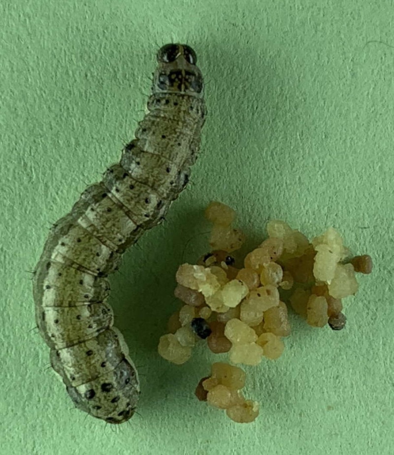 Oruga de la polilla del repollo