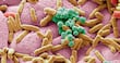 El microbioma intestinal de un joven del México precolombino desvela cambios evolutivos