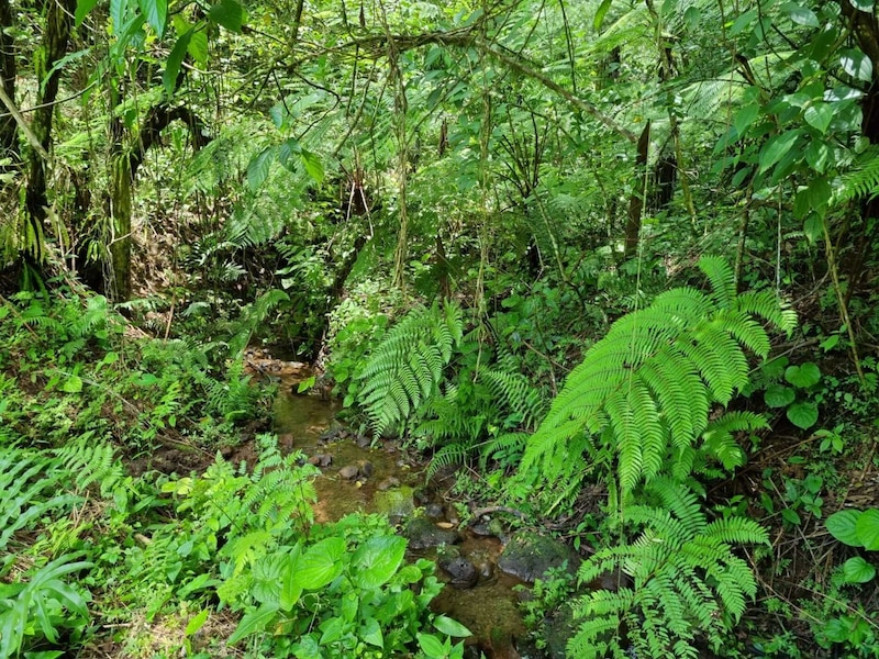 Arroyo en el bosque