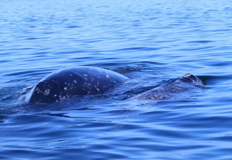 Ballenas grises en el mar