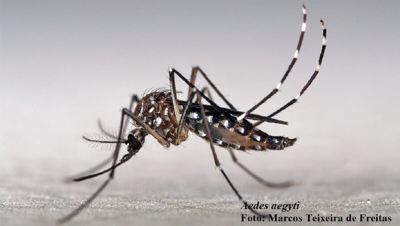 ¡Cuidado con los mosquitos!